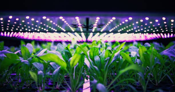 Vertical farming, spinach