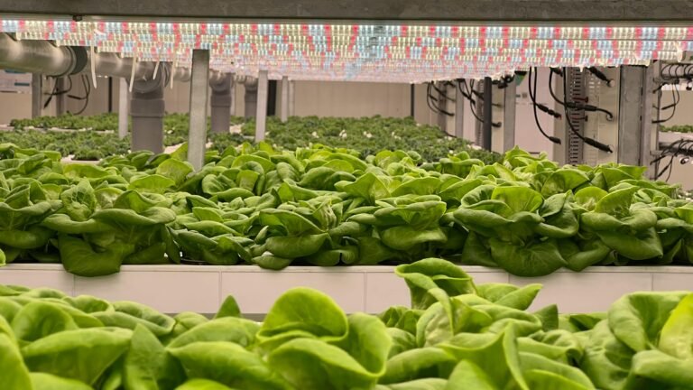 vertical farming